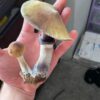 StarGazer Magic Mushroom