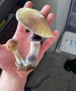 StarGazer Magic Mushroom