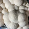 Image showing Lion’s Mane Mushroom