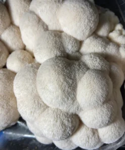 Image showing Lion’s Mane Mushroom